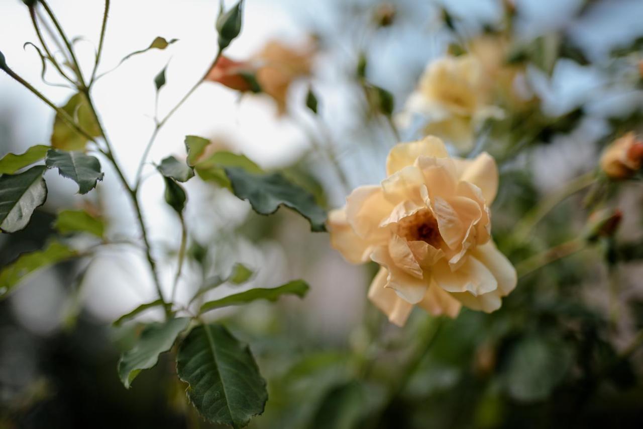 지베르니 Twin Ginkgo 빌라 외부 사진